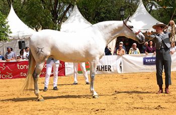 ALGARVE JB DE Y. JIMENEZ BURGOS BRONCE EN YEGUAS ADULTAS