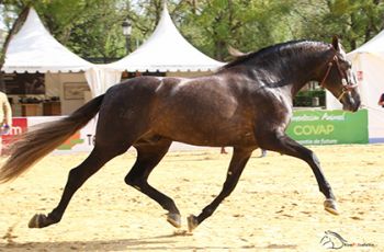 HISTORICO JB BRONCE EN POTROS DE 3 ANOS. Y. JIMENEZ BURGOS